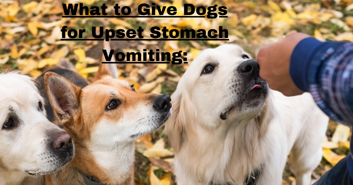 What to Give Dogs for Upset Stomach Vomiting: