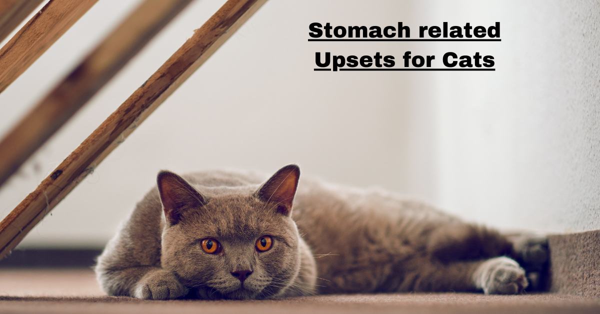 Stomach related Upsets for Cats: